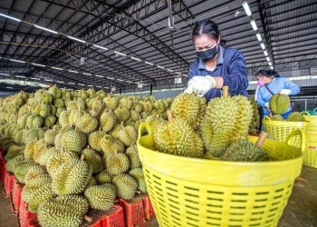 Danh sách phòng kiểm nghiệm, xét nghiệm Cadimi, Vàng O trong sầu riêng